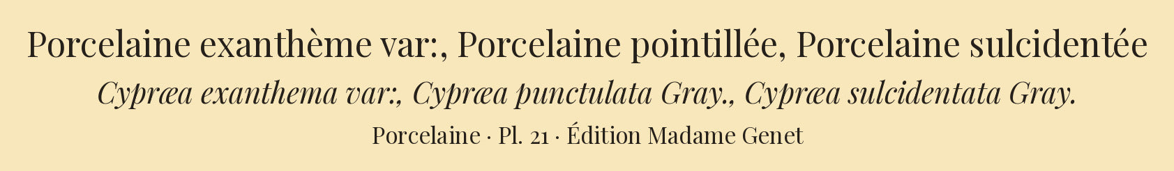 Cypræa exanthema var:, Cypræa punctulata and Cypræa sulcidentata — Porcelaine exanthème var:, Porcelaine pointillée and Porcelaine sulcidentée, hand-engraved plate 21 from Kiener, Coquilles vivantes, Paris.