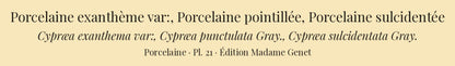 Cypræa exanthema var:, Cypræa punctulata and Cypræa sulcidentata — Porcelaine exanthème var:, Porcelaine pointillée and Porcelaine sulcidentée, hand-engraved plate 21 from Kiener, Coquilles vivantes, Paris.