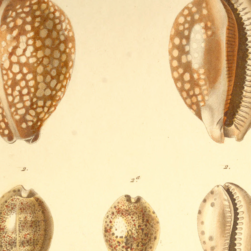 Cypræa exanthema var:, Cypræa punctulata and Cypræa sulcidentata — Porcelaine exanthème var:, Porcelaine pointillée and Porcelaine sulcidentée, hand-engraved plate 21 from Kiener, Coquilles vivantes, Paris.