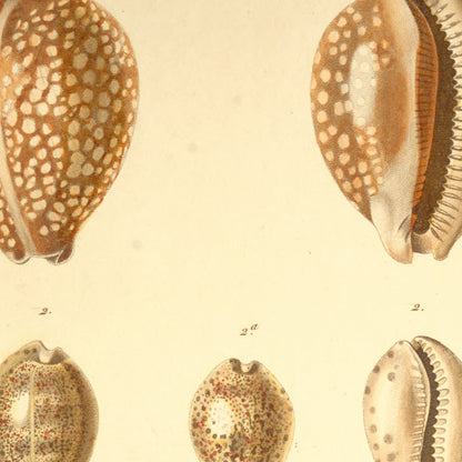 Cypræa exanthema var:, Cypræa punctulata and Cypræa sulcidentata — Porcelaine exanthème var:, Porcelaine pointillée and Porcelaine sulcidentée, hand-engraved plate 21 from Kiener, Coquilles vivantes, Paris.