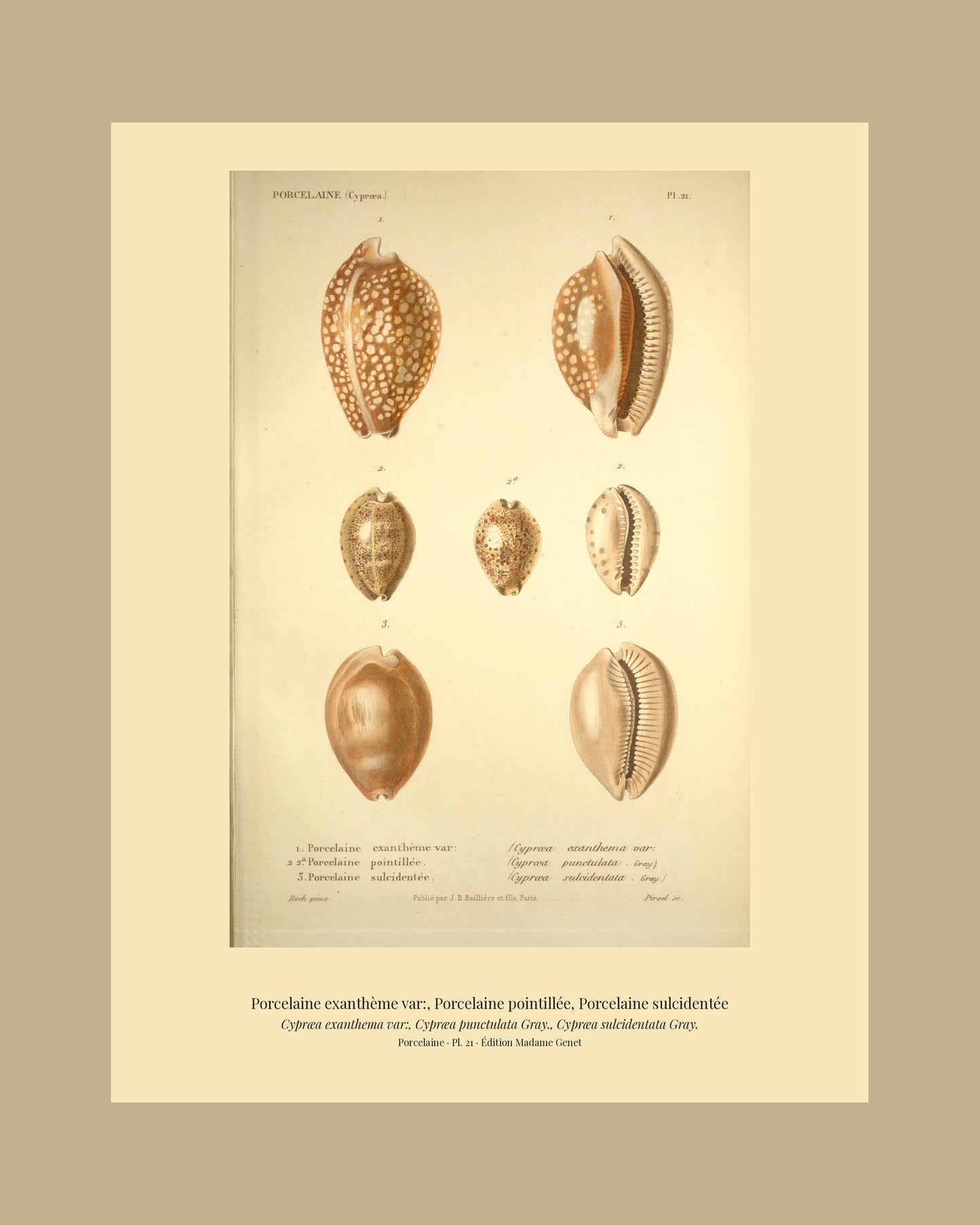 Cypræa exanthema var:, Cypræa punctulata and Cypræa sulcidentata — Porcelaine exanthème var:, Porcelaine pointillée and Porcelaine sulcidentée, hand-engraved plate 21 from Kiener, Coquilles vivantes, Paris.