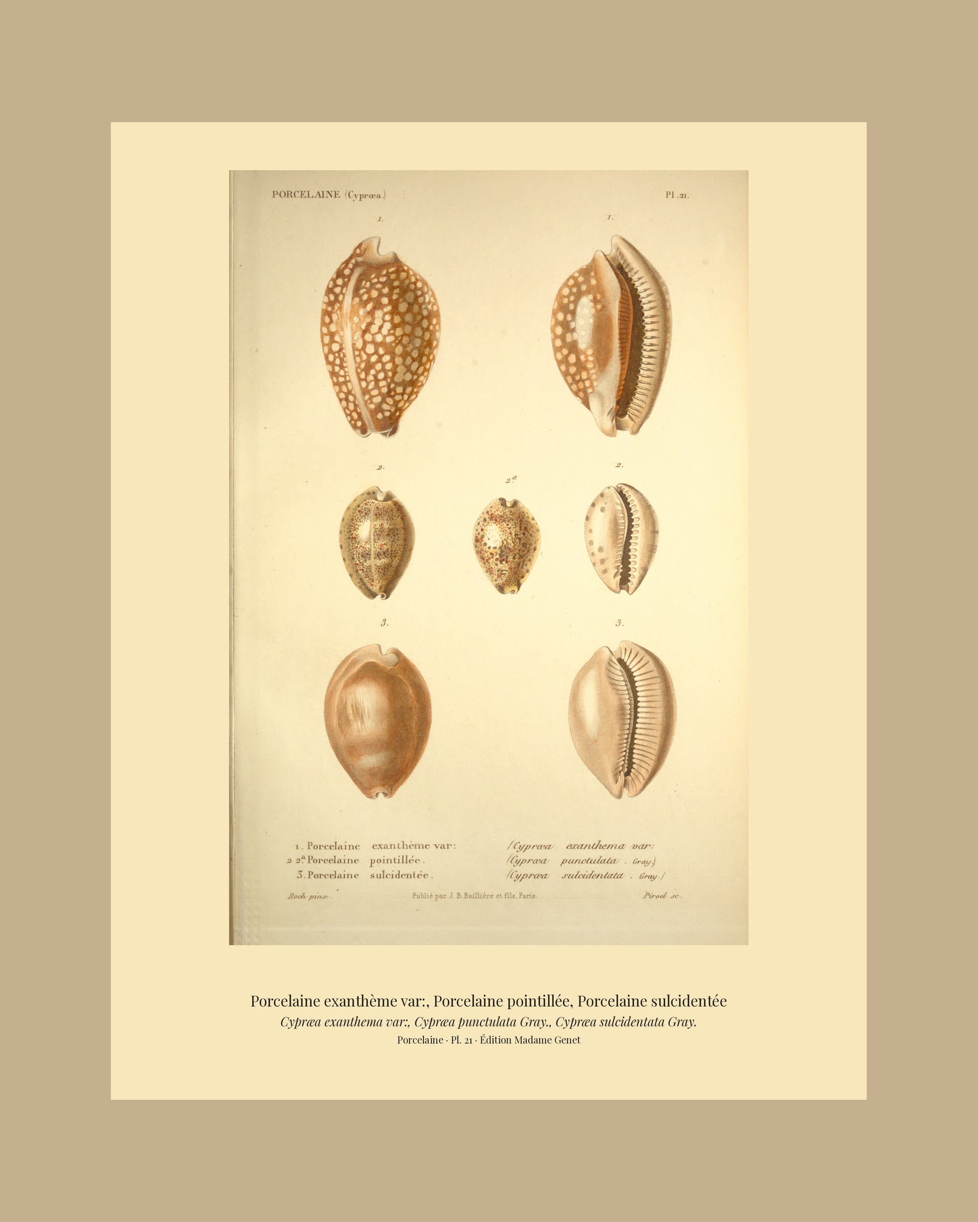 Cypræa exanthema var:, Cypræa punctulata and Cypræa sulcidentata — Porcelaine exanthème var:, Porcelaine pointillée and Porcelaine sulcidentée, hand-engraved plate 21 from Kiener, Coquilles vivantes, Paris.