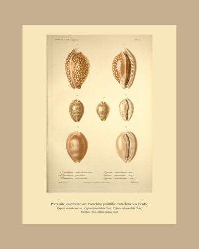 Cypræa exanthema var:, Cypræa punctulata and Cypræa sulcidentata — Porcelaine exanthème var:, Porcelaine pointillée and Porcelaine sulcidentée, hand-engraved plate 21 from Kiener, Coquilles vivantes, Paris.