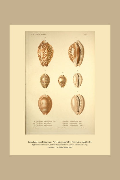 Cypræa exanthema var:, Cypræa punctulata and Cypræa sulcidentata — Porcelaine exanthème var:, Porcelaine pointillée and Porcelaine sulcidentée, hand-engraved plate 21 from Kiener, Coquilles vivantes, Paris.