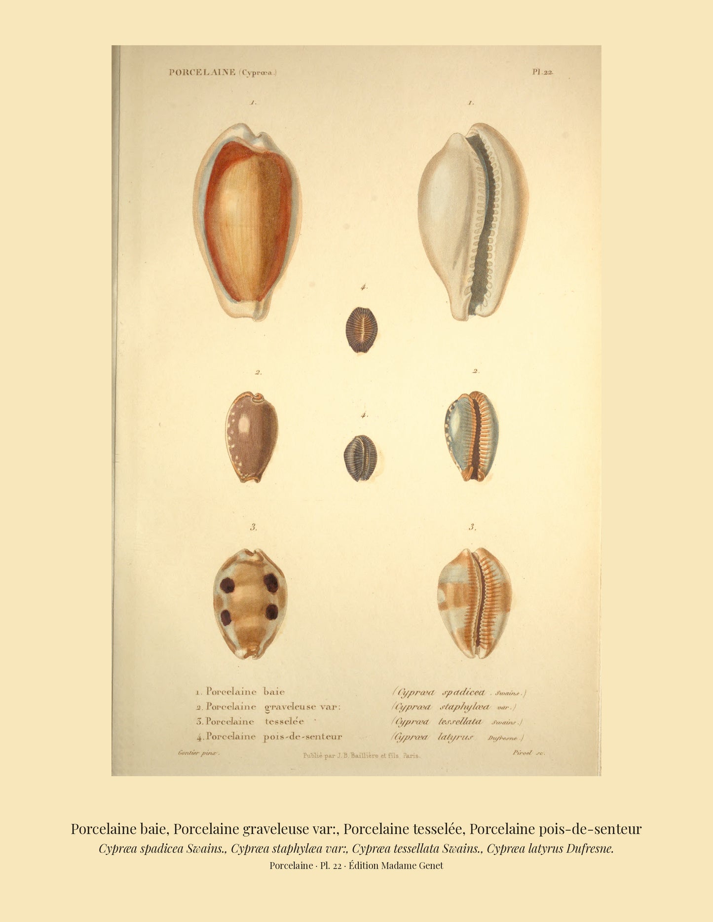 Cypræa spadicea, Cypræa staphylæa var:, Cypræa tessellata and Cypræa latyrus — Porcelaine baie, Porcelaine graveleuse var:, Porcelaine tesselée and Porcelaine pois-de-senteur, hand-engraved plate 22 from Kiener, Coquilles vivantes, Paris.