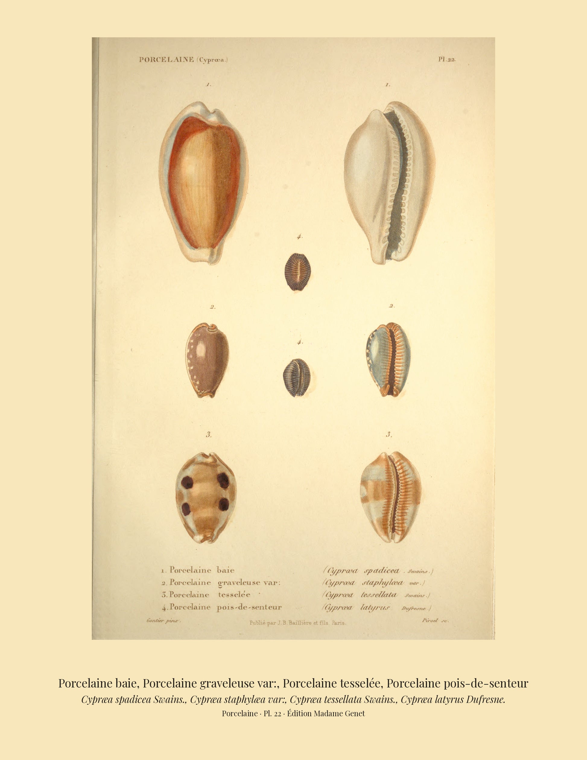 Cypræa spadicea, Cypræa staphylæa var:, Cypræa tessellata and Cypræa latyrus — Porcelaine baie, Porcelaine graveleuse var:, Porcelaine tesselée and Porcelaine pois-de-senteur, hand-engraved plate 22 from Kiener, Coquilles vivantes, Paris.