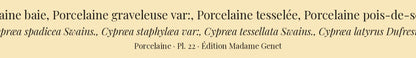 Cypræa spadicea, Cypræa staphylæa var:, Cypræa tessellata and Cypræa latyrus — Porcelaine baie, Porcelaine graveleuse var:, Porcelaine tesselée and Porcelaine pois-de-senteur, hand-engraved plate 22 from Kiener, Coquilles vivantes, Paris.