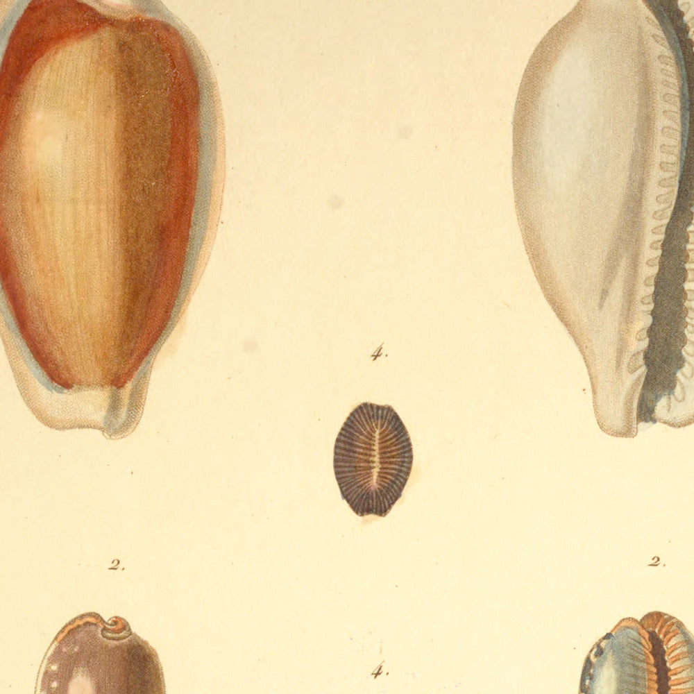 Cypræa spadicea, Cypræa staphylæa var:, Cypræa tessellata and Cypræa latyrus — Porcelaine baie, Porcelaine graveleuse var:, Porcelaine tesselée and Porcelaine pois-de-senteur, hand-engraved plate 22 from Kiener, Coquilles vivantes, Paris.