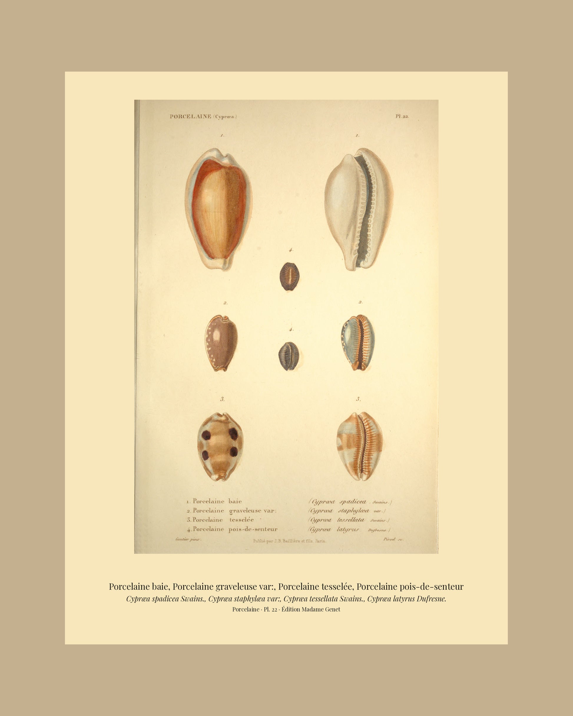 Cypræa spadicea, Cypræa staphylæa var:, Cypræa tessellata and Cypræa latyrus — Porcelaine baie, Porcelaine graveleuse var:, Porcelaine tesselée and Porcelaine pois-de-senteur, hand-engraved plate 22 from Kiener, Coquilles vivantes, Paris.