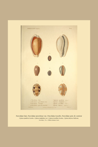 Cypræa spadicea, Cypræa staphylæa var:, Cypræa tessellata and Cypræa latyrus — Porcelaine baie, Porcelaine graveleuse var:, Porcelaine tesselée and Porcelaine pois-de-senteur, hand-engraved plate 22 from Kiener, Coquilles vivantes, Paris.