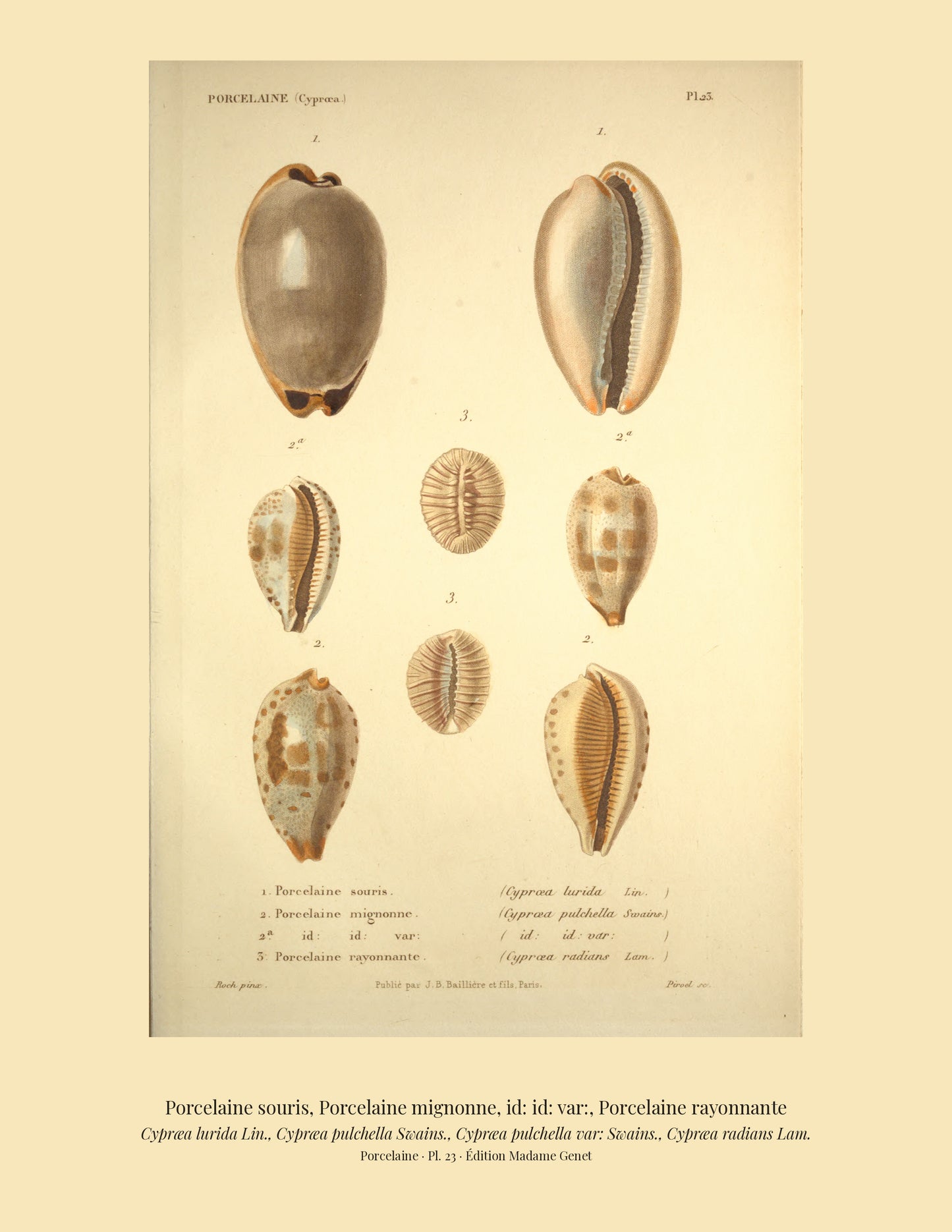 Cypræa lurida, Cypræa pulchella, Cypræa pulchella var: and Cypræa radians — Porcelaine souris, Porcelaine mignonne, id: id: var: and Porcelaine rayonnante, hand-engraved plate 23 from Kiener, Coquilles vivantes, Paris.