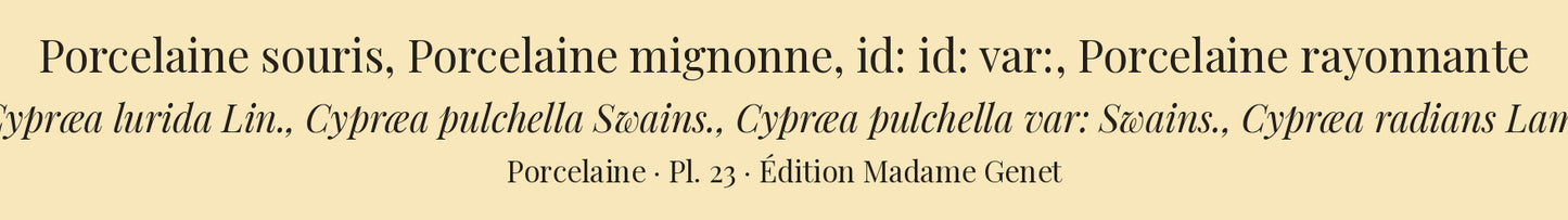 Cypræa lurida, Cypræa pulchella, Cypræa pulchella var: and Cypræa radians — Porcelaine souris, Porcelaine mignonne, id: id: var: and Porcelaine rayonnante, hand-engraved plate 23 from Kiener, Coquilles vivantes, Paris.