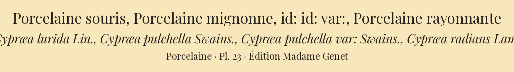 Cypræa lurida, Cypræa pulchella, Cypræa pulchella var: and Cypræa radians — Porcelaine souris, Porcelaine mignonne, id: id: var: and Porcelaine rayonnante, hand-engraved plate 23 from Kiener, Coquilles vivantes, Paris.