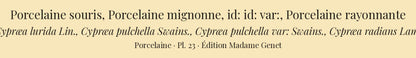 Cypræa lurida, Cypræa pulchella, Cypræa pulchella var: and Cypræa radians — Porcelaine souris, Porcelaine mignonne, id: id: var: and Porcelaine rayonnante, hand-engraved plate 23 from Kiener, Coquilles vivantes, Paris.