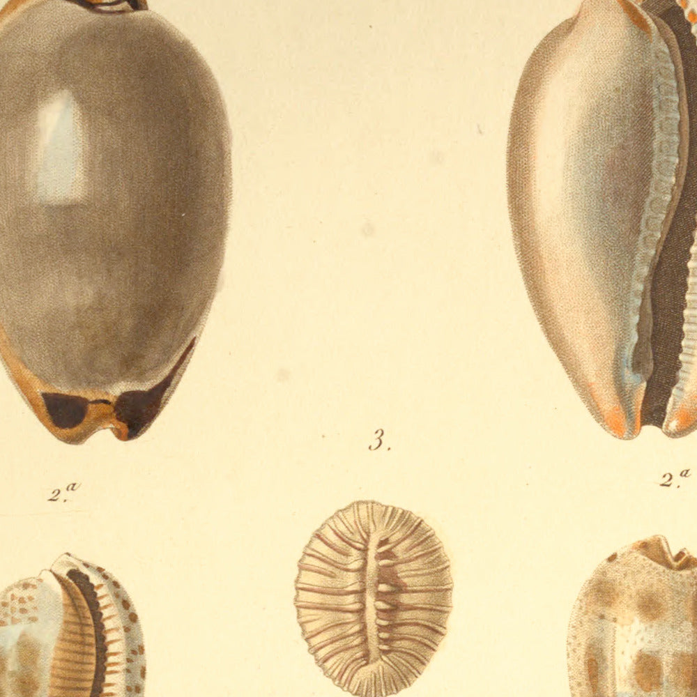 Cypræa lurida, Cypræa pulchella, Cypræa pulchella var: and Cypræa radians — Porcelaine souris, Porcelaine mignonne, id: id: var: and Porcelaine rayonnante, hand-engraved plate 23 from Kiener, Coquilles vivantes, Paris.