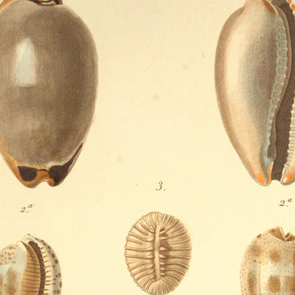 Cypræa lurida, Cypræa pulchella, Cypræa pulchella var: and Cypræa radians — Porcelaine souris, Porcelaine mignonne, id: id: var: and Porcelaine rayonnante, hand-engraved plate 23 from Kiener, Coquilles vivantes, Paris.