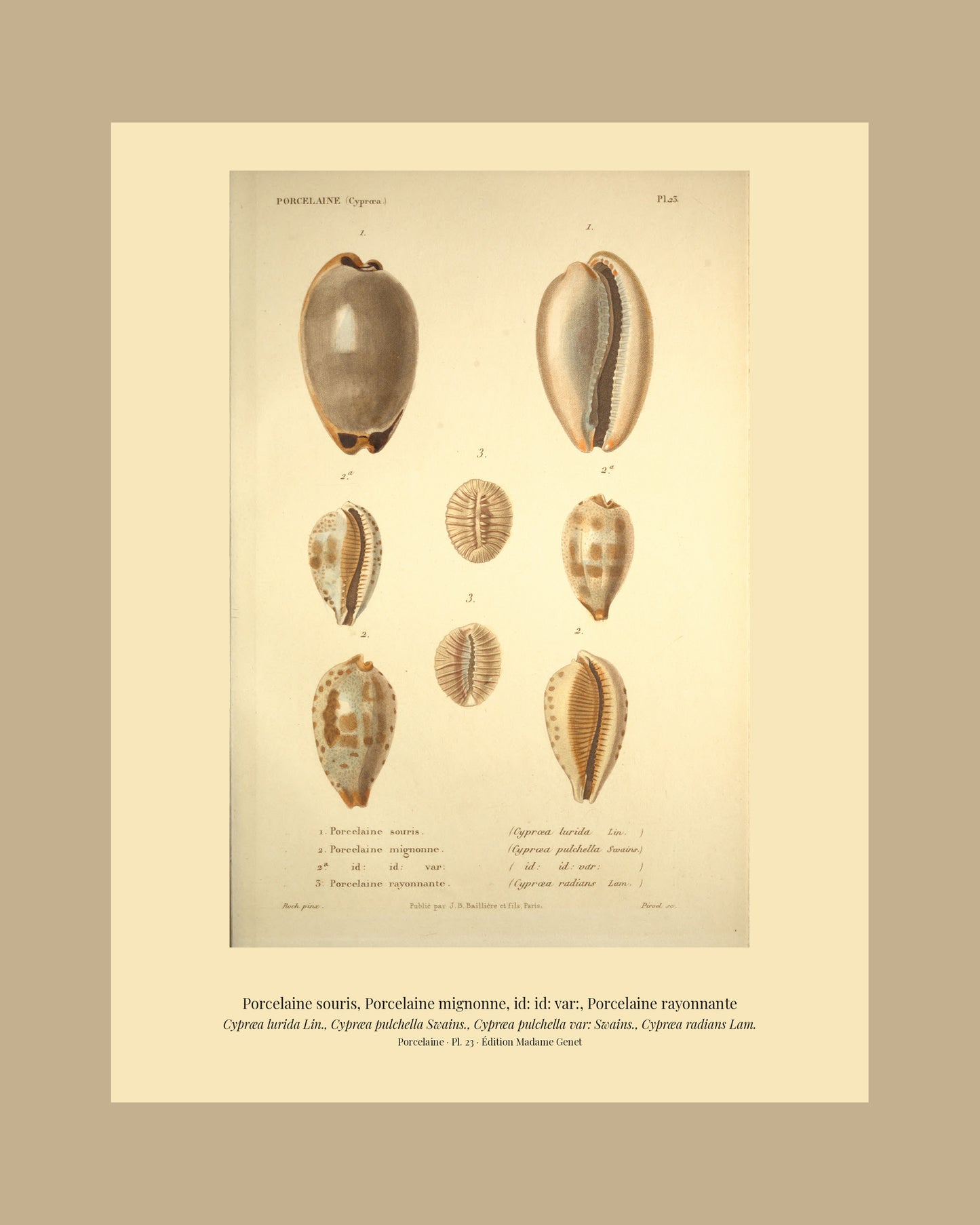Cypræa lurida, Cypræa pulchella, Cypræa pulchella var: and Cypræa radians — Porcelaine souris, Porcelaine mignonne, id: id: var: and Porcelaine rayonnante, hand-engraved plate 23 from Kiener, Coquilles vivantes, Paris.