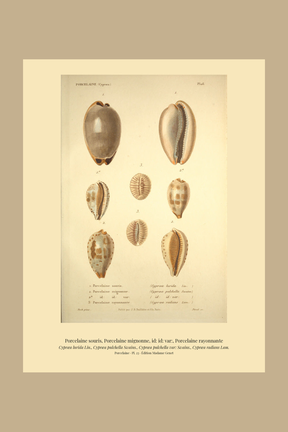 Cypræa lurida, Cypræa pulchella, Cypræa pulchella var: and Cypræa radians — Porcelaine souris, Porcelaine mignonne, id: id: var: and Porcelaine rayonnante, hand-engraved plate 23 from Kiener, Coquilles vivantes, Paris.