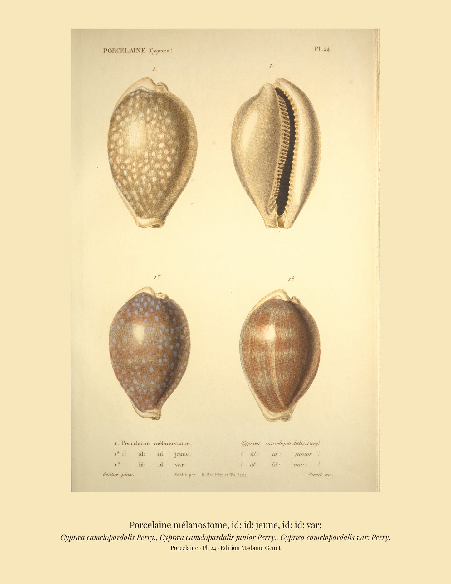 Cypræa camelopardalis, Cypræa camelopardalis junior and Cypræa camelopardalis var: — Porcelaine mélanostome, id: id: jeune and id: id: var:, hand-engraved plate 24 from Kiener, Coquilles vivantes, Paris.