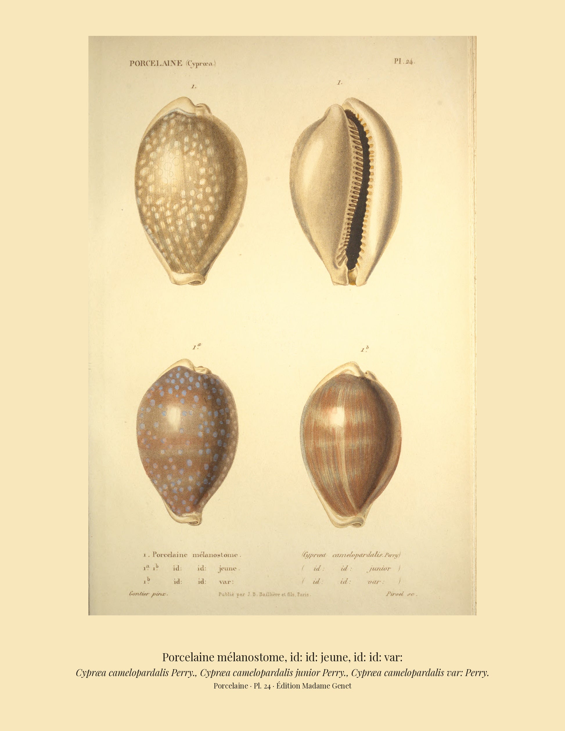 Cypræa camelopardalis, Cypræa camelopardalis junior and Cypræa camelopardalis var: — Porcelaine mélanostome, id: id: jeune and id: id: var:, hand-engraved plate 24 from Kiener, Coquilles vivantes, Paris.