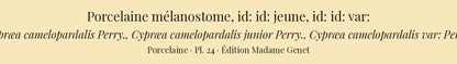 Cypræa camelopardalis, Cypræa camelopardalis junior and Cypræa camelopardalis var: — Porcelaine mélanostome, id: id: jeune and id: id: var:, hand-engraved plate 24 from Kiener, Coquilles vivantes, Paris.