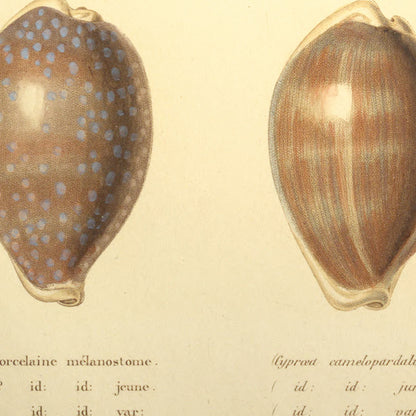 Cypræa camelopardalis, Cypræa camelopardalis junior and Cypræa camelopardalis var: — Porcelaine mélanostome, id: id: jeune and id: id: var:, hand-engraved plate 24 from Kiener, Coquilles vivantes, Paris.