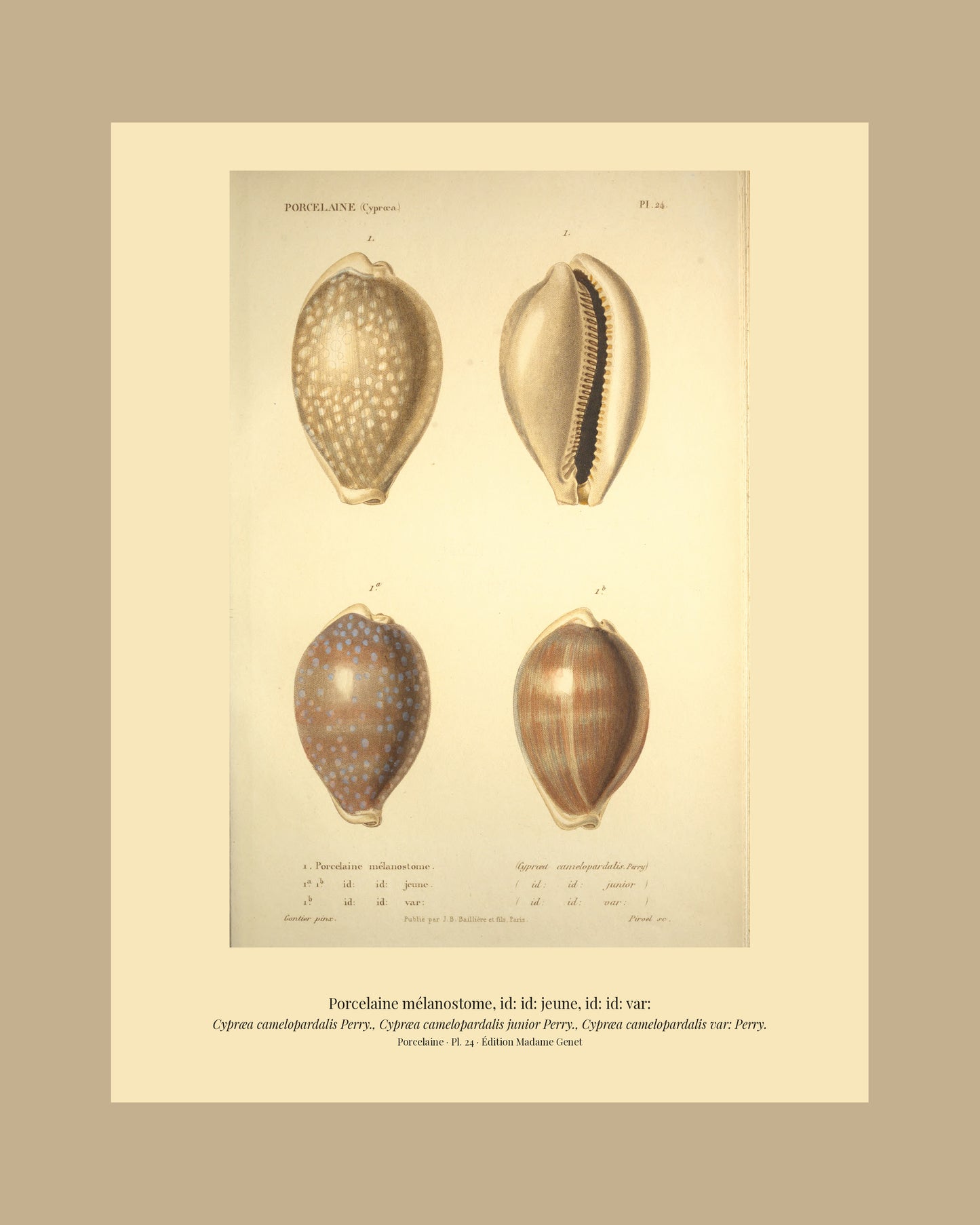 Cypræa camelopardalis, Cypræa camelopardalis junior and Cypræa camelopardalis var: — Porcelaine mélanostome, id: id: jeune and id: id: var:, hand-engraved plate 24 from Kiener, Coquilles vivantes, Paris.