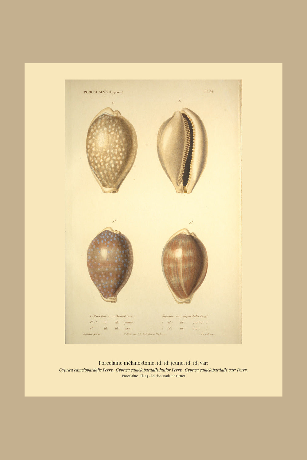 Cypræa camelopardalis, Cypræa camelopardalis junior and Cypræa camelopardalis var: — Porcelaine mélanostome, id: id: jeune and id: id: var:, hand-engraved plate 24 from Kiener, Coquilles vivantes, Paris.