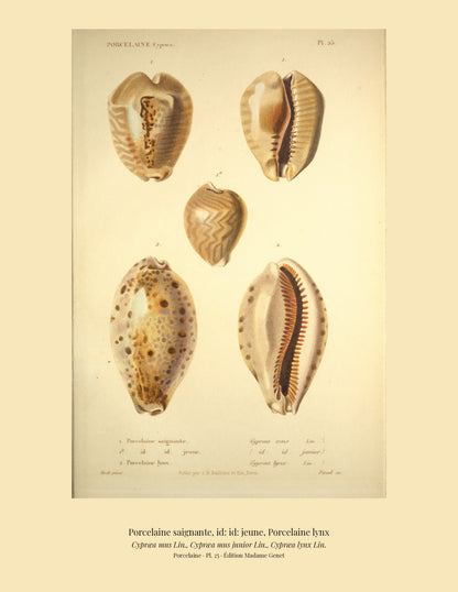 Cypræa mus, Cypræa mus junior and Cypræa lynx — Porcelaine saignante, id: id: jeune and Porcelaine lynx, hand-engraved plate 25 from Kiener, Coquilles vivantes, Paris.