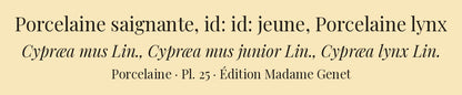 Cypræa mus, Cypræa mus junior and Cypræa lynx — Porcelaine saignante, id: id: jeune and Porcelaine lynx, hand-engraved plate 25 from Kiener, Coquilles vivantes, Paris.