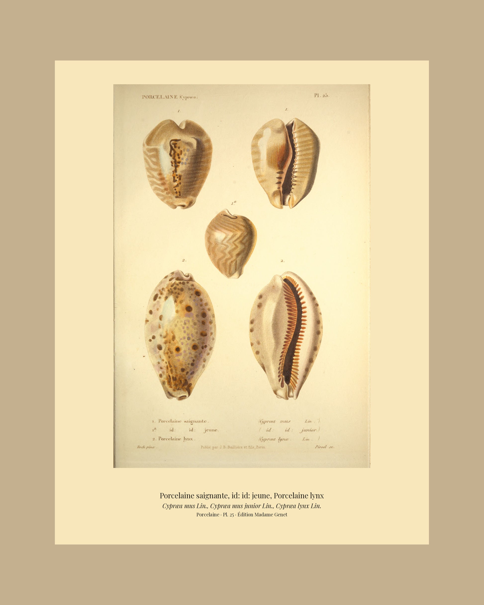 Cypræa mus, Cypræa mus junior and Cypræa lynx — Porcelaine saignante, id: id: jeune and Porcelaine lynx, hand-engraved plate 25 from Kiener, Coquilles vivantes, Paris.