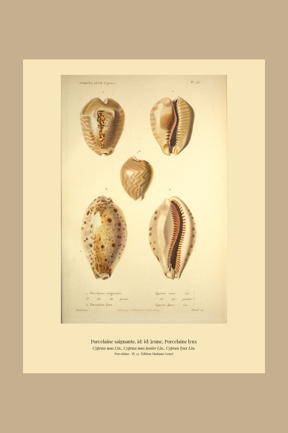 Cypræa mus, Cypræa mus junior and Cypræa lynx — Porcelaine saignante, id: id: jeune and Porcelaine lynx, hand-engraved plate 25 from Kiener, Coquilles vivantes, Paris.