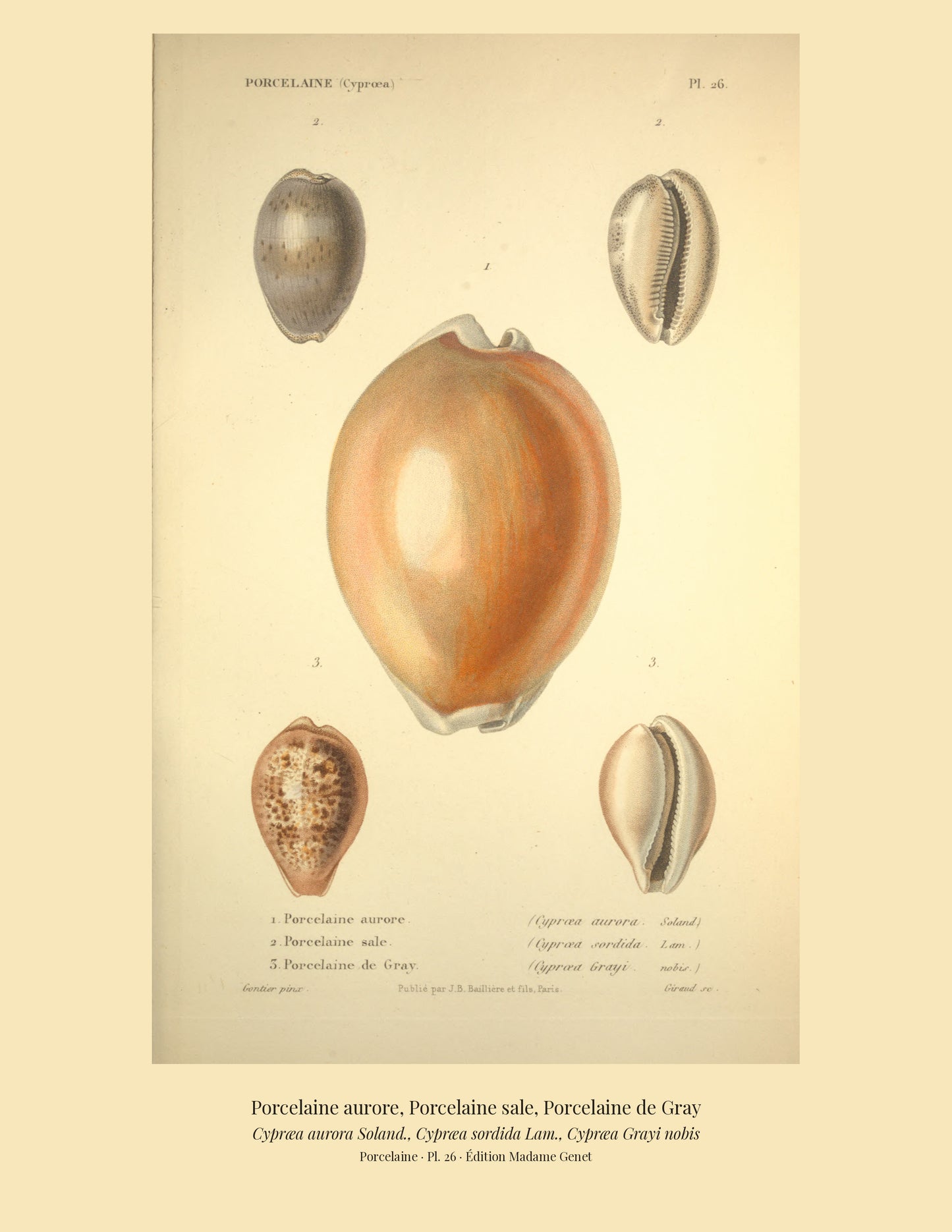 Cypræa aurora, Cypræa sordida and Cypræa Grayi — Porcelaine aurore, Porcelaine sale and Porcelaine de Gray, hand-engraved plate 26 from Kiener, Coquilles vivantes, Paris.