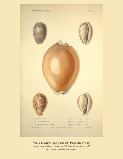 Cypræa aurora, Cypræa sordida and Cypræa Grayi — Porcelaine aurore, Porcelaine sale and Porcelaine de Gray, hand-engraved plate 26 from Kiener, Coquilles vivantes, Paris.