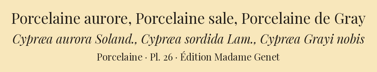 Cypræa aurora, Cypræa sordida and Cypræa Grayi — Porcelaine aurore, Porcelaine sale and Porcelaine de Gray, hand-engraved plate 26 from Kiener, Coquilles vivantes, Paris.