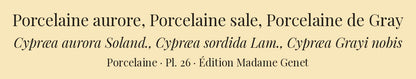 Cypræa aurora, Cypræa sordida and Cypræa Grayi — Porcelaine aurore, Porcelaine sale and Porcelaine de Gray, hand-engraved plate 26 from Kiener, Coquilles vivantes, Paris.