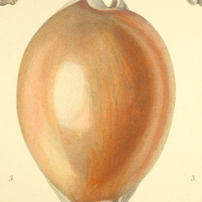 Cypræa aurora, Cypræa sordida and Cypræa Grayi — Porcelaine aurore, Porcelaine sale and Porcelaine de Gray, hand-engraved plate 26 from Kiener, Coquilles vivantes, Paris.