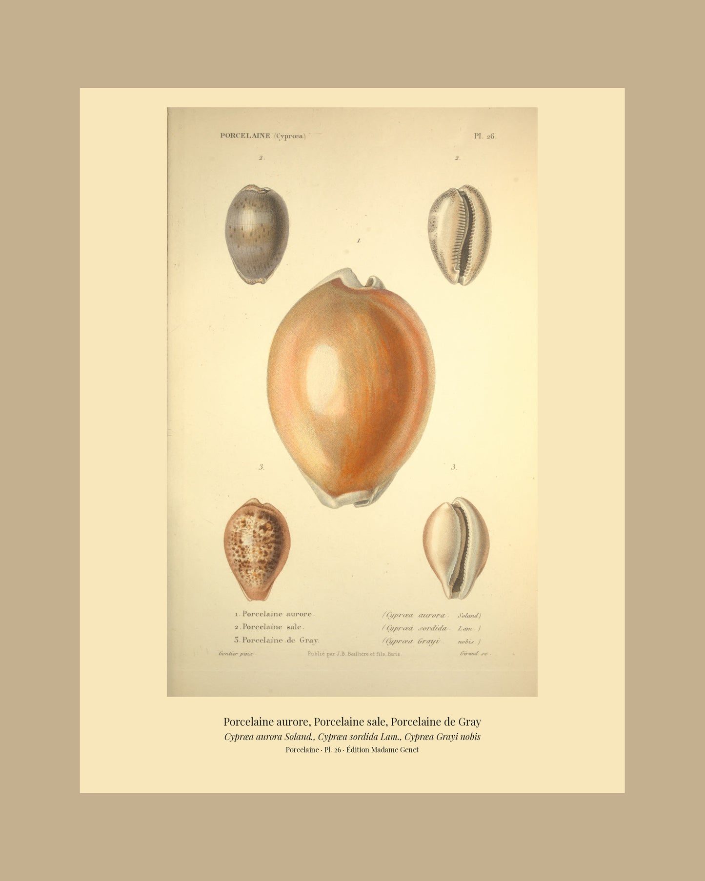 Cypræa aurora, Cypræa sordida and Cypræa Grayi — Porcelaine aurore, Porcelaine sale and Porcelaine de Gray, hand-engraved plate 26 from Kiener, Coquilles vivantes, Paris.