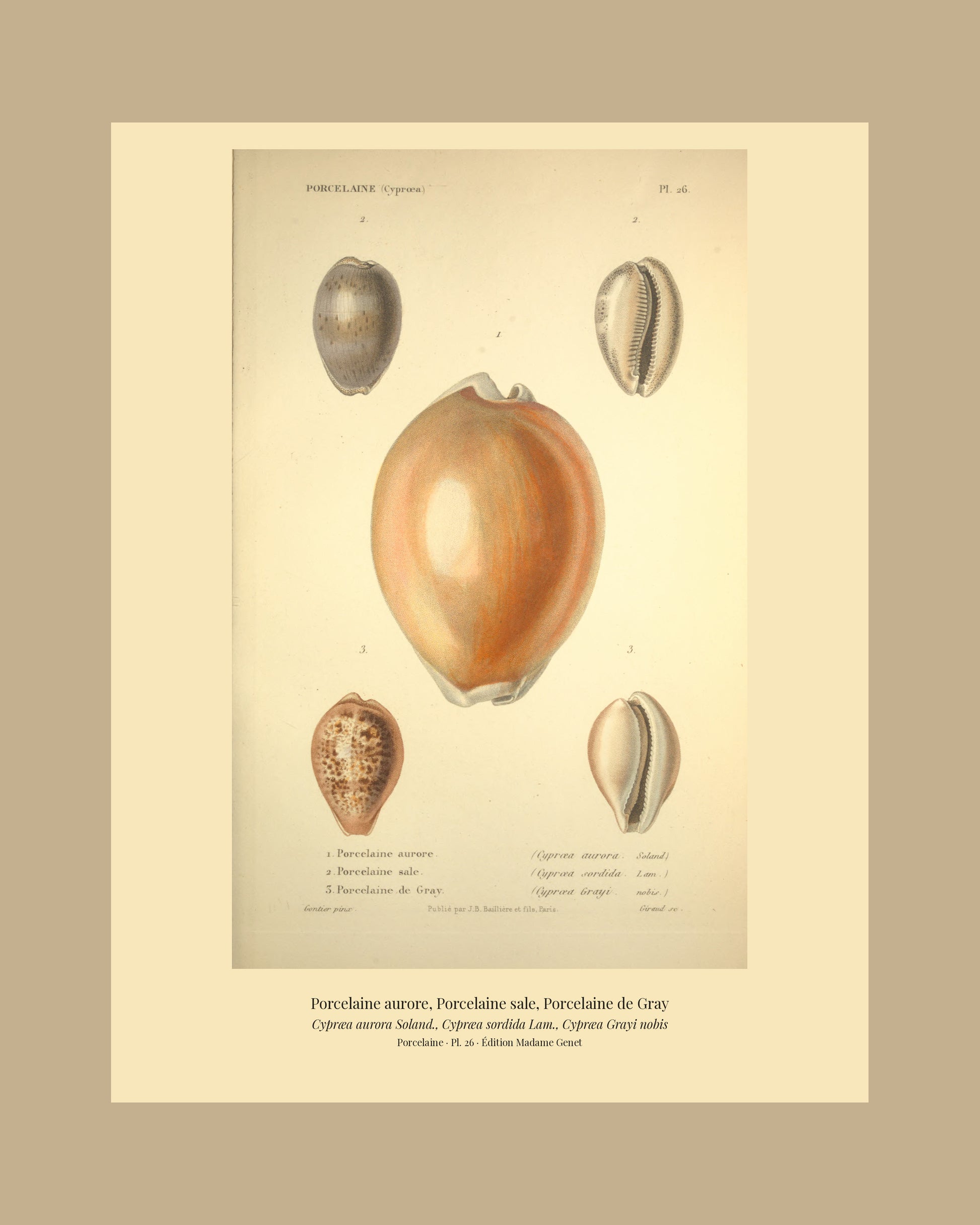 Cypræa aurora, Cypræa sordida and Cypræa Grayi — Porcelaine aurore, Porcelaine sale and Porcelaine de Gray, hand-engraved plate 26 from Kiener, Coquilles vivantes, Paris.