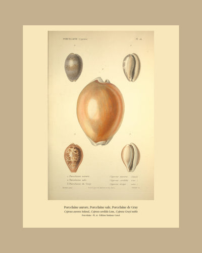 Cypræa aurora, Cypræa sordida and Cypræa Grayi — Porcelaine aurore, Porcelaine sale and Porcelaine de Gray, hand-engraved plate 26 from Kiener, Coquilles vivantes, Paris.