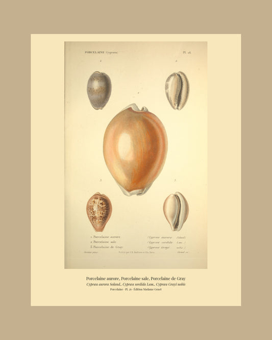 Cypræa aurora, Cypræa sordida and Cypræa Grayi — Porcelaine aurore, Porcelaine sale and Porcelaine de Gray, hand-engraved plate 26 from Kiener, Coquilles vivantes, Paris.