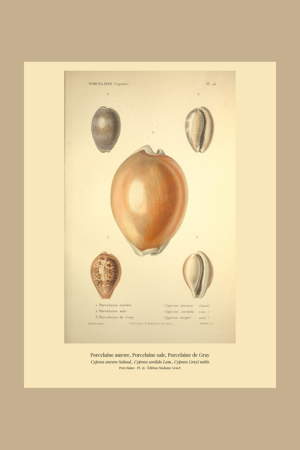 Cypræa aurora, Cypræa sordida and Cypræa Grayi — Porcelaine aurore, Porcelaine sale and Porcelaine de Gray, hand-engraved plate 26 from Kiener, Coquilles vivantes, Paris.