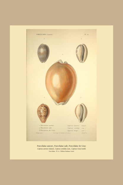 Cypræa aurora, Cypræa sordida and Cypræa Grayi — Porcelaine aurore, Porcelaine sale and Porcelaine de Gray, hand-engraved plate 26 from Kiener, Coquilles vivantes, Paris.