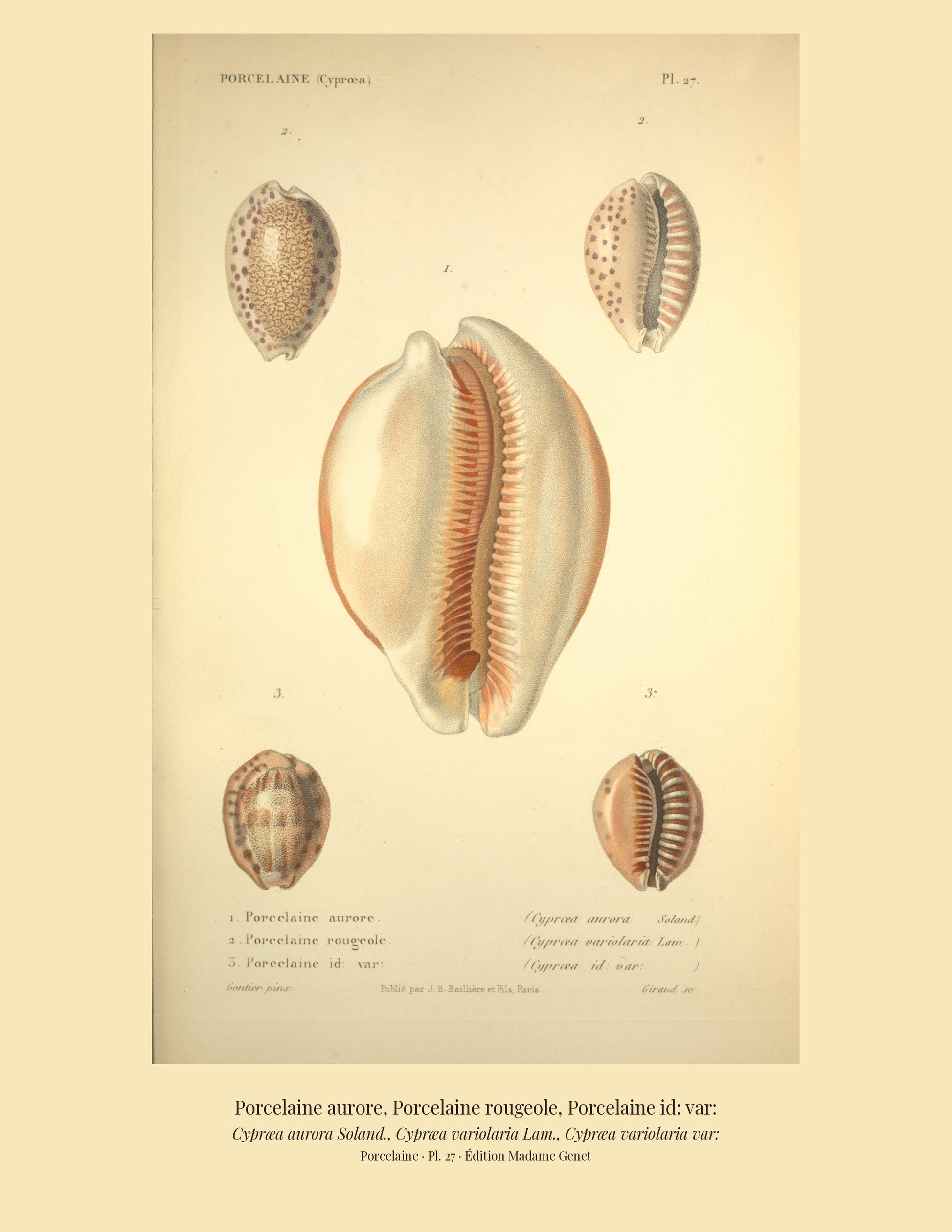 Cypræa aurora, Cypræa variolaria and Cypræa variolaria var: — Porcelaine aurore, Porcelaine rougeole and Porcelaine id: var:, hand-engraved plate 27 from Kiener, Coquilles vivantes, Paris.