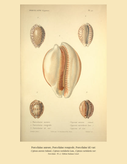 Cypræa aurora, Cypræa variolaria and Cypræa variolaria var: — Porcelaine aurore, Porcelaine rougeole and Porcelaine id: var:, hand-engraved plate 27 from Kiener, Coquilles vivantes, Paris.