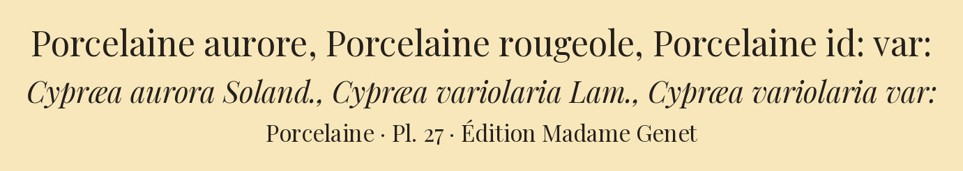 Cypræa aurora, Cypræa variolaria and Cypræa variolaria var: — Porcelaine aurore, Porcelaine rougeole and Porcelaine id: var:, hand-engraved plate 27 from Kiener, Coquilles vivantes, Paris.