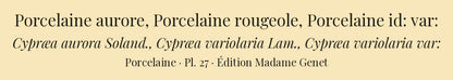 Cypræa aurora, Cypræa variolaria and Cypræa variolaria var: — Porcelaine aurore, Porcelaine rougeole and Porcelaine id: var:, hand-engraved plate 27 from Kiener, Coquilles vivantes, Paris.