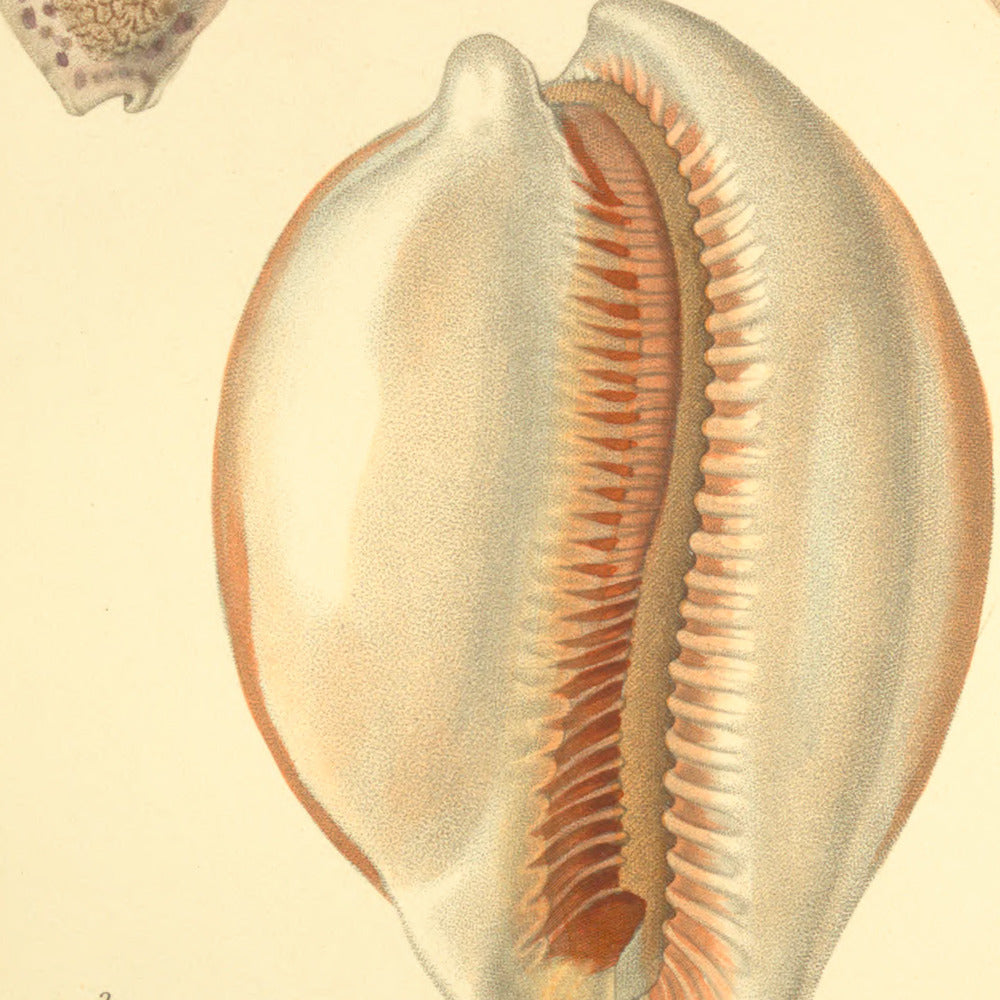 Cypræa aurora, Cypræa variolaria and Cypræa variolaria var: — Porcelaine aurore, Porcelaine rougeole and Porcelaine id: var:, hand-engraved plate 27 from Kiener, Coquilles vivantes, Paris.