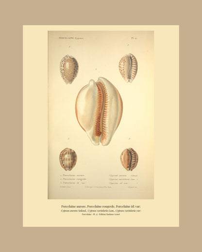 Cypræa aurora, Cypræa variolaria and Cypræa variolaria var: — Porcelaine aurore, Porcelaine rougeole and Porcelaine id: var:, hand-engraved plate 27 from Kiener, Coquilles vivantes, Paris.