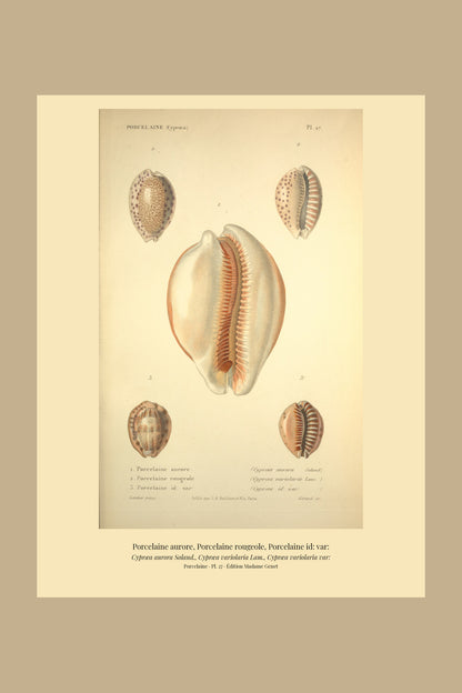 Cypræa aurora, Cypræa variolaria and Cypræa variolaria var: — Porcelaine aurore, Porcelaine rougeole and Porcelaine id: var:, hand-engraved plate 27 from Kiener, Coquilles vivantes, Paris.